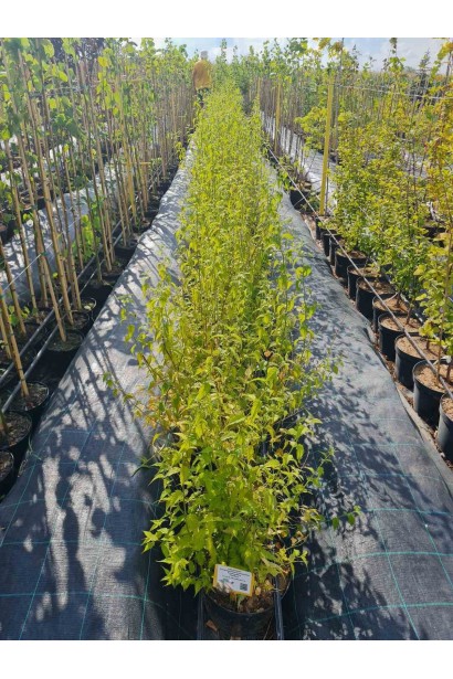 Керія японська Пленіфлора - 112л/вис.90-110см/Ø50-60см